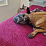 cat, dog, pets, cuddling, sleeping, bed, bedroom, blanket, magenta, patterned_bedspread, floppy_ears, gray_cat, brown_dog, animal_friendship, cozy, indoors, furniture, home, relaxed, photography