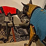 cat, dog, pets, animal, feeding, food_bowl, sharing, costumes, clothing, red_shirt, blue_shirt, indoor, home, floor, rug, tile, wall, standing, friendship, funny