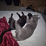 Saphyr participe au concours pour gagner de l'argent avec cette photo : cat, cats, dog, pets, sleeping, resting, animal, animals, bed, quilt, blanket, red_blanket, gray_cat, black_cat, brown_dog, indoor, bedroom, cozy, pet_bed, cardboard_box
