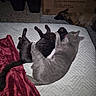 cat, cats, dog, pets, sleeping, resting, animal, animals, bed, quilt, blanket, red_blanket, gray_cat, black_cat, brown_dog, indoor, bedroom, cozy, pet_bed, cardboard_box
