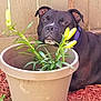 dog, black_dog, flower_pot, plant, yellow_buds, green_leaves, garden, mulch, wooden_fence, outdoor, pet, animal, collar, curious, nature, close_up, daylight, canine, guarding, earthy