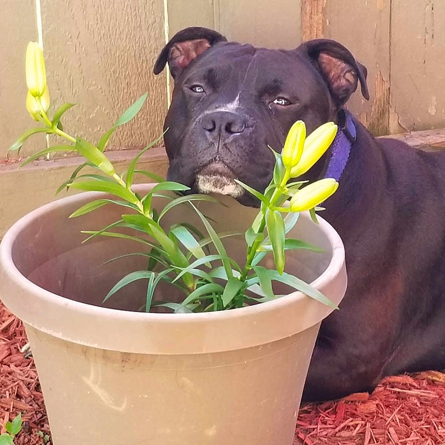 Danger joined the competition — help win amazing prizes! animal, black_dog, canine, close_up, collar, curious, daylight, dog, earthy, flower_pot, garden, green_leaves, guarding, mulch, nature, outdoor, pet, plant, wooden_fence, yellow_buds