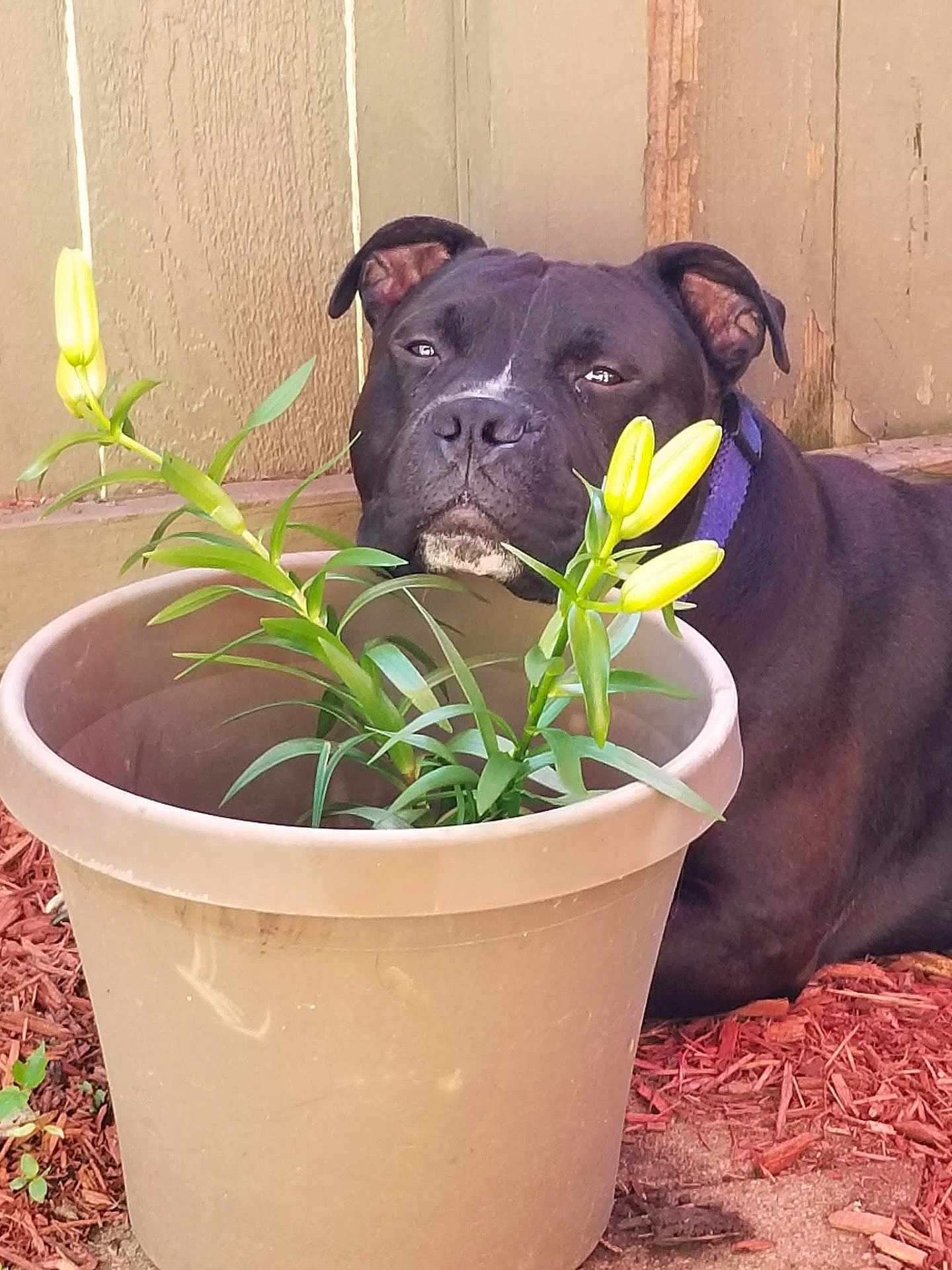 Danger joined the competition — help win amazing prizes! dog, black_dog, flower_pot, plant, yellow_buds, green_leaves, garden, mulch, wooden_fence, outdoor, pet, animal, collar, curious, nature, close_up, daylight, canine, guarding, earthy