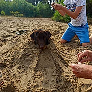 Aston a rejoint le concours — aidez-le/la à gagner de superbes lots ! animal, beach, boy, casual, child, dog, fun, greenery, hand, leisure, nature, outdoor, pet, playing, recreation, sand, sandcastle, summer, sunlight, trees