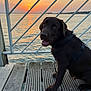 Aston a rejoint le concours — aidez-le/la à gagner de superbes lots ! animal, calm, chocolate_labrador, dock, dog, evening, harness, lake, metal_railing, nature, outdoor, pet, puppy, scenic, sitting, sky, smiling, sunset, water, wooden_planks