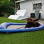 Aston a rejoint le concours — aidez-le/la à gagner de superbes lots ! backyard, canine, chocolate_brown, daytime, deck, dog, furniture, garden, grass, greenery, house, inflatable_bed, lawn, nature, outdoor, pet, plant, relaxed, resting, summer