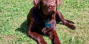 Aston participe au concours pour gagner de l'argent avec cette photo : animal, canine, chocolate, collar, daytime, dog, domestic_animal, fur, grass, greenery, labrador, lying_down, mammal, nature, outdoor, paw, pet, relaxed, sunlight, tag