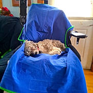 Mandy Fortin is registered to the contest to win money with this photo: black_chair, blue_cloth, calm, chair, collar, cozy, dog, domestic, fur, furniture, home, indoor, nap, pet, relaxation, resting, sleeping, small_dog, window_light, wooden_floor