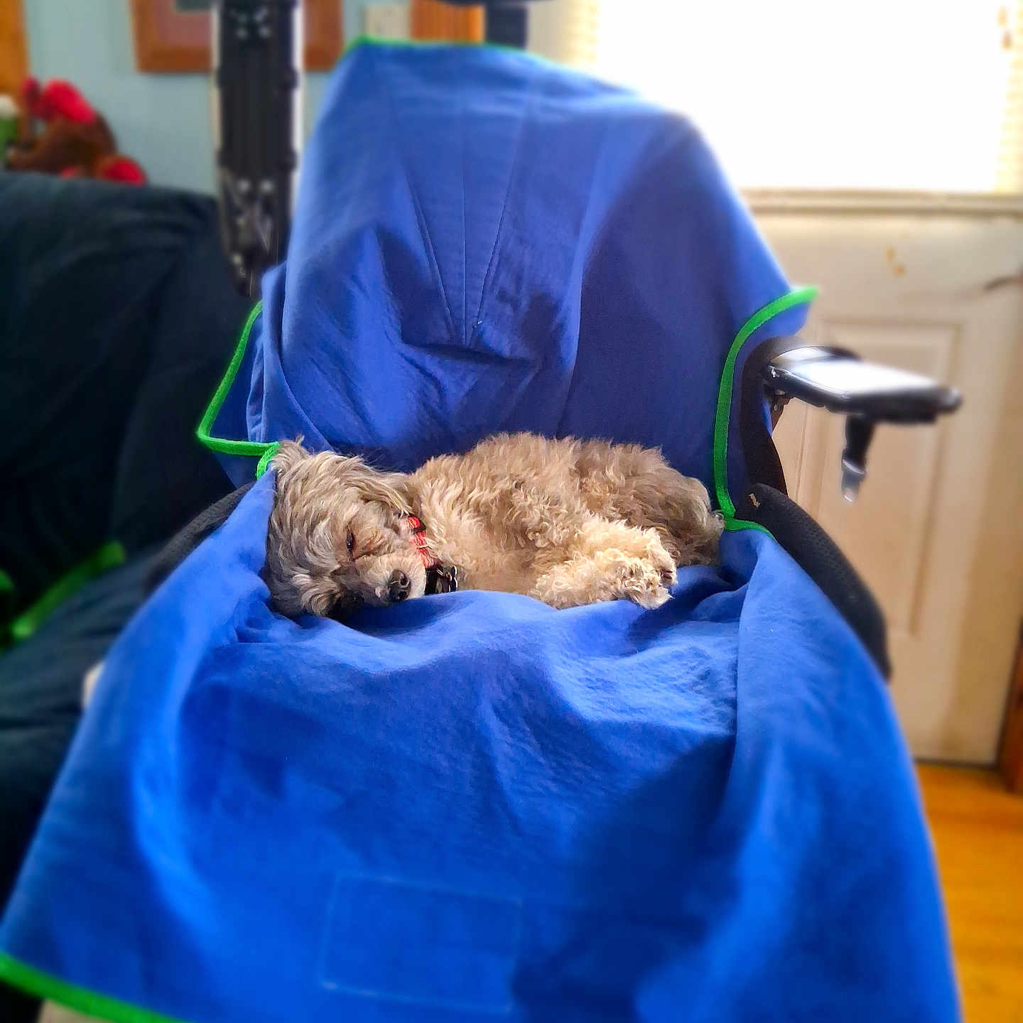 Mandy Fortin is registered to the contest to win money with this photo: black_chair, blue_cloth, calm, chair, collar, cozy, dog, domestic, fur, furniture, home, indoor, nap, pet, relaxation, resting, sleeping, small_dog, window_light, wooden_floor