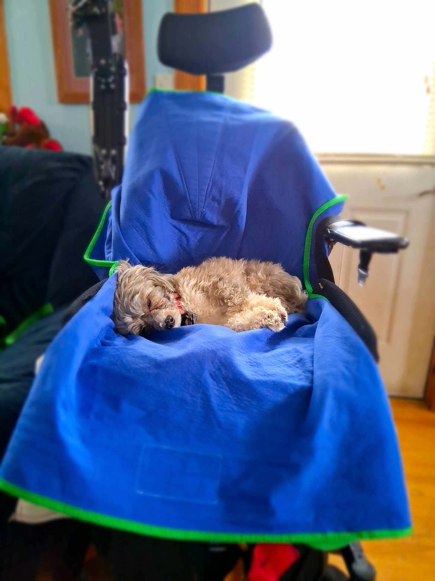 Mandy Fortin is registered to the contest to win money with this photo: black_chair, blue_cloth, calm, chair, collar, cozy, dog, domestic, fur, furniture, home, indoor, nap, pet, relaxation, resting, sleeping, small_dog, window_light, wooden_floor