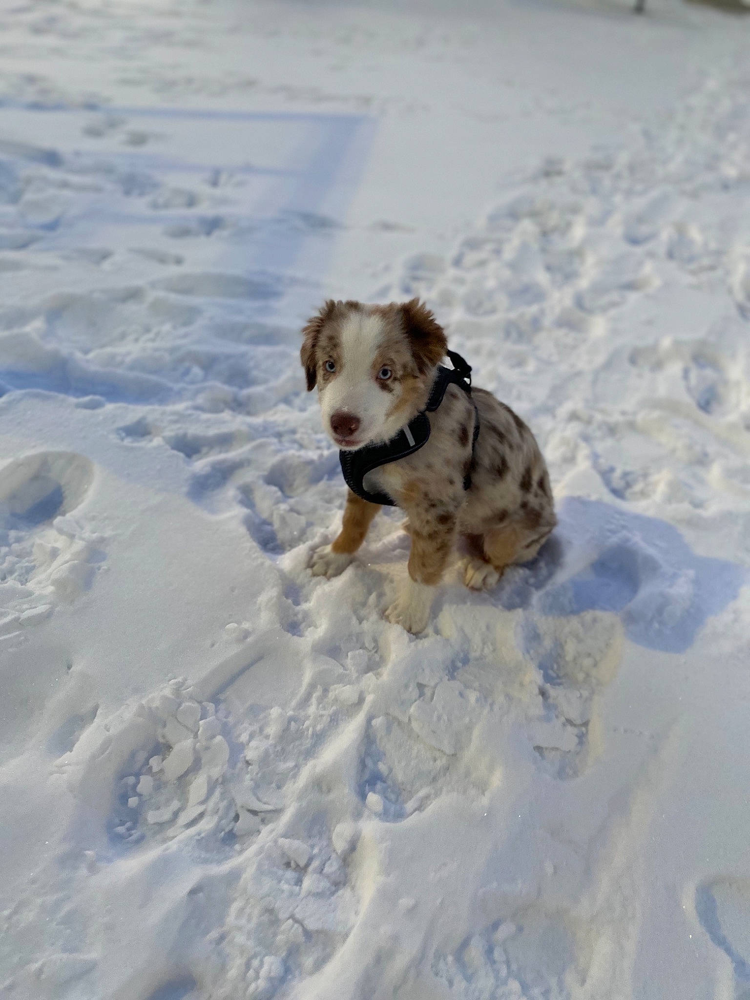 Frost is registered to the contest to win money with this photo: canidae, carnivore, collar, companion_dog, dog, dog_breed, dog_collar, dog_supply, fawn, freezing, fun, recreation, retriever, sand, slope, snow, sporting_group, toy, winter, working_dog