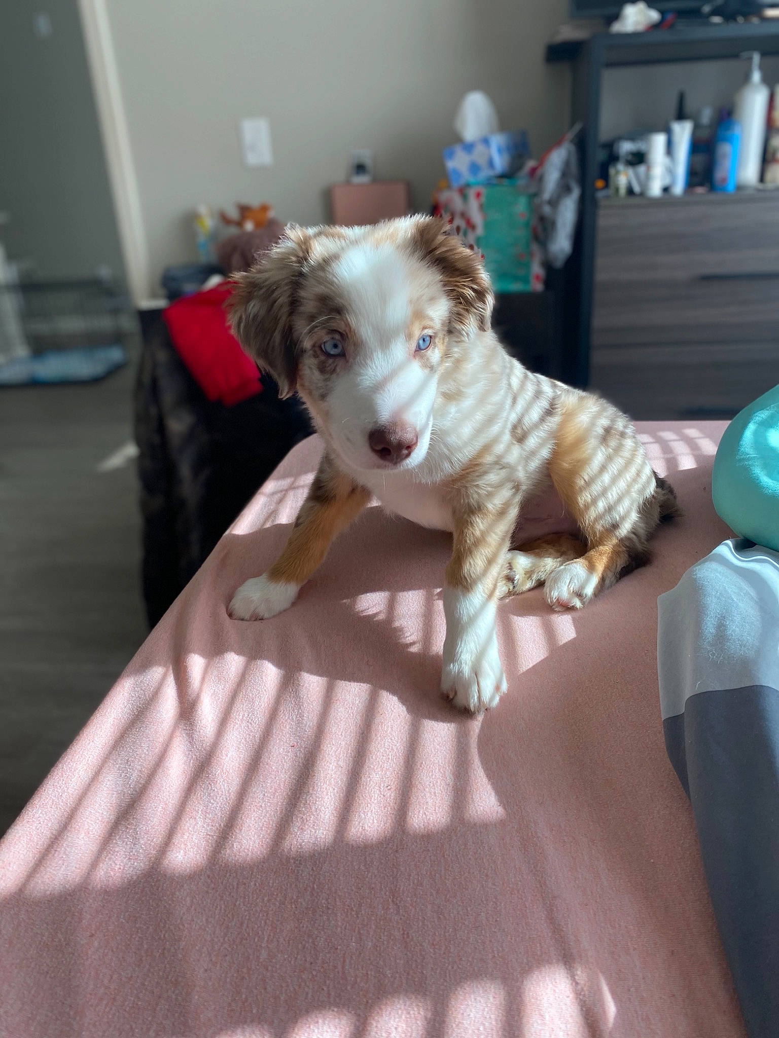 Frost is registered to the contest to win money with this photo: carnivore, collar, comfort, companion_dog, couch, dog, dog_breed, dog_supply, fawn, felidae, flooring, linens, small_to_medium_sized_cats, snout, sporting_group, table, terrier, toy_dog, wood, working_animal