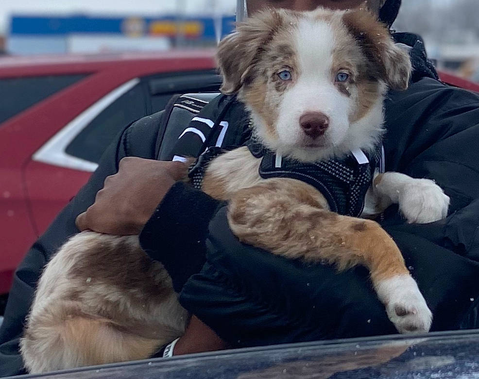 Frost is registered to the contest to win money with this photo: automotive_exterior, canidae, car, carnivore, companion_dog, conformation_show, dog, dog_breed, family_car, fur, herding_dog, luxury_vehicle, motor_vehicle, sitting, sled_dog, sporting_group, street_fashion, vehicle, vehicle_door, windshield