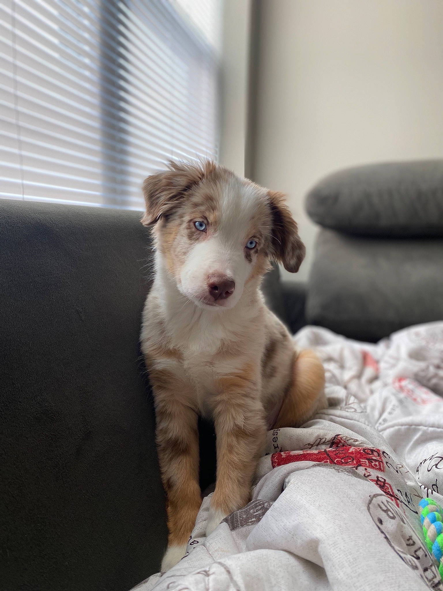 Frost is registered to the contest to win money with this photo: carnivore, comfort, companion_dog, couch, dog, dog_breed, fawn, fur, linens, small_terrier, sporting_group, studio_couch, terrestrial_animal, terrier, toy_dog, whiskers, window, window_blind, working_animal