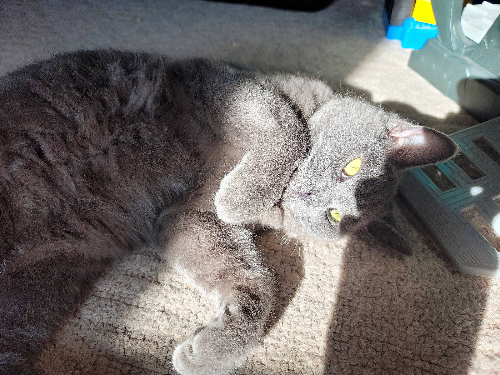 Blu is registered to the contest to win money with this photo: carnivore, cat, claw, comfort, domestic_short_haired_cat, felidae, fur, grey, nap, paw, russian_blue, small_to_medium_sized_cats, tail, whiskers