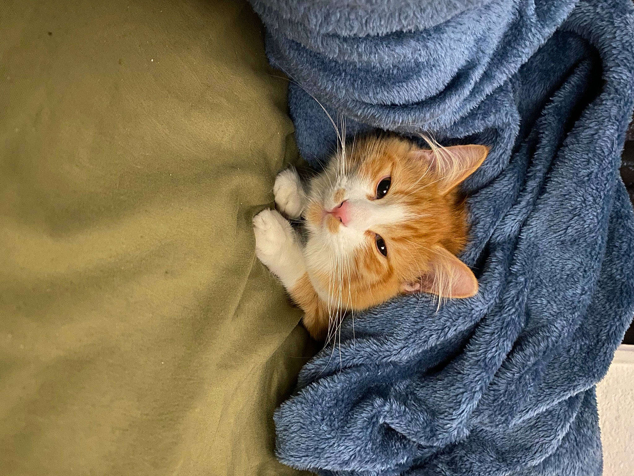 Chadley is registered to the contest to win money with this photo: carnivore, cat, claw, comfort, denim, domestic_short_haired_cat, fawn, felidae, foot, fur, gesture, human_leg, linens, nail, paw, sitting, small_to_medium_sized_cats, snout, tail, whiskers