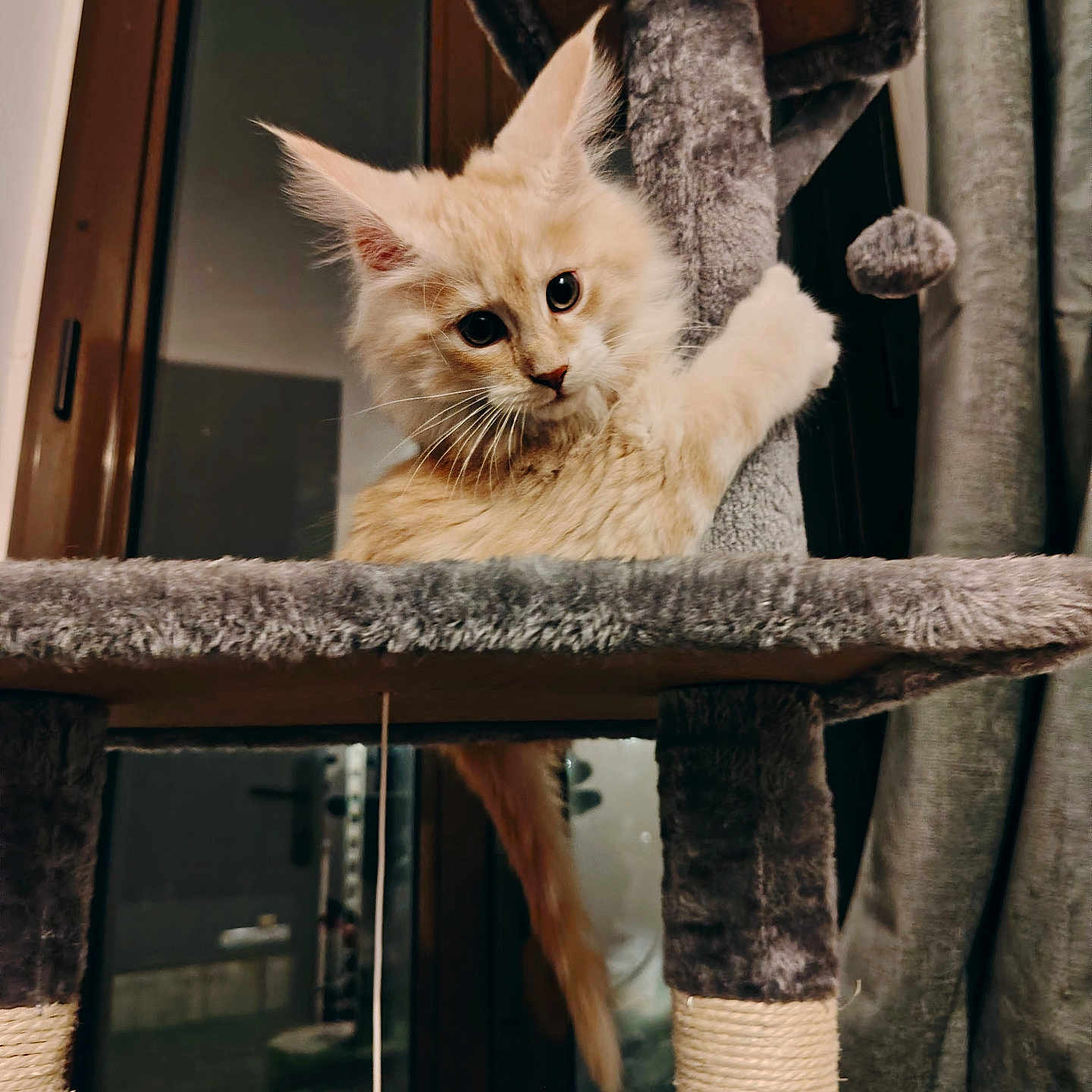 Steve participe au concours pour gagner de l'argent avec cette photo : cat, kitten, cat_tree, indoor, playful, feline, curious, fur, pet, animal, window, curtain, toy, scratching_post, climbing, cute, whiskers, ears, tail, soft