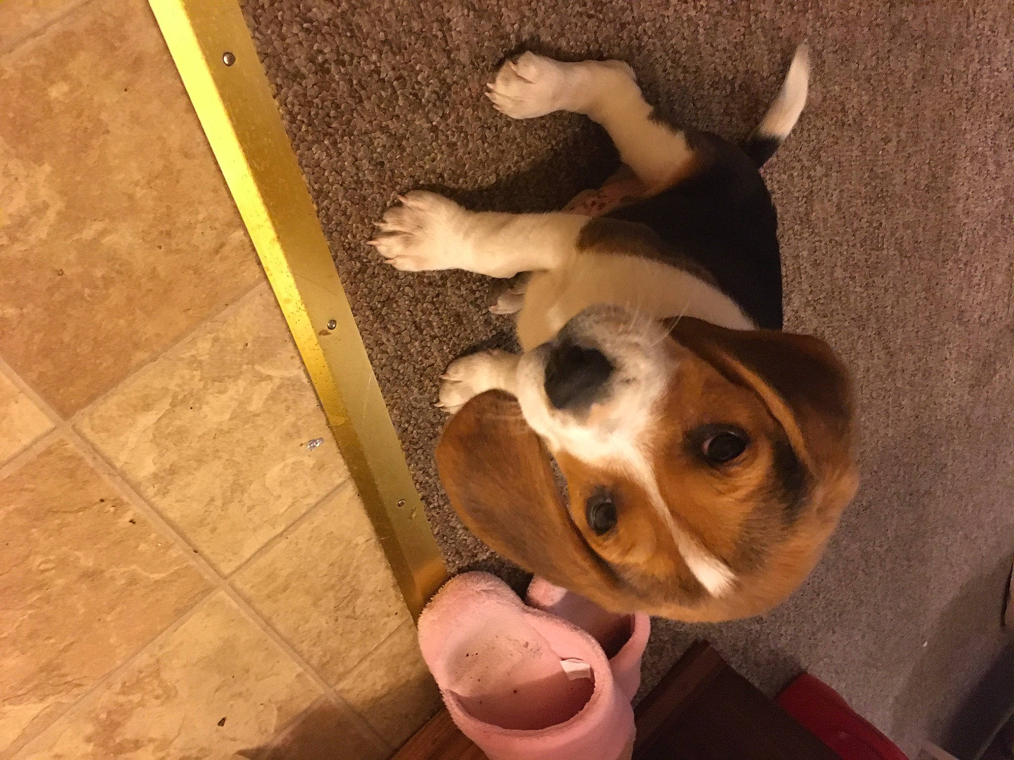 Jasper joined the competition — help win amazing prizes! canidae, carnivore, companion_dog, dog, dog_breed, fawn, flooring, fur, non_sporting_group, paw, puppy, puppy_love, selfie, snout, sporting_group, tail, toy_dog, whiskers, wood, working_animal