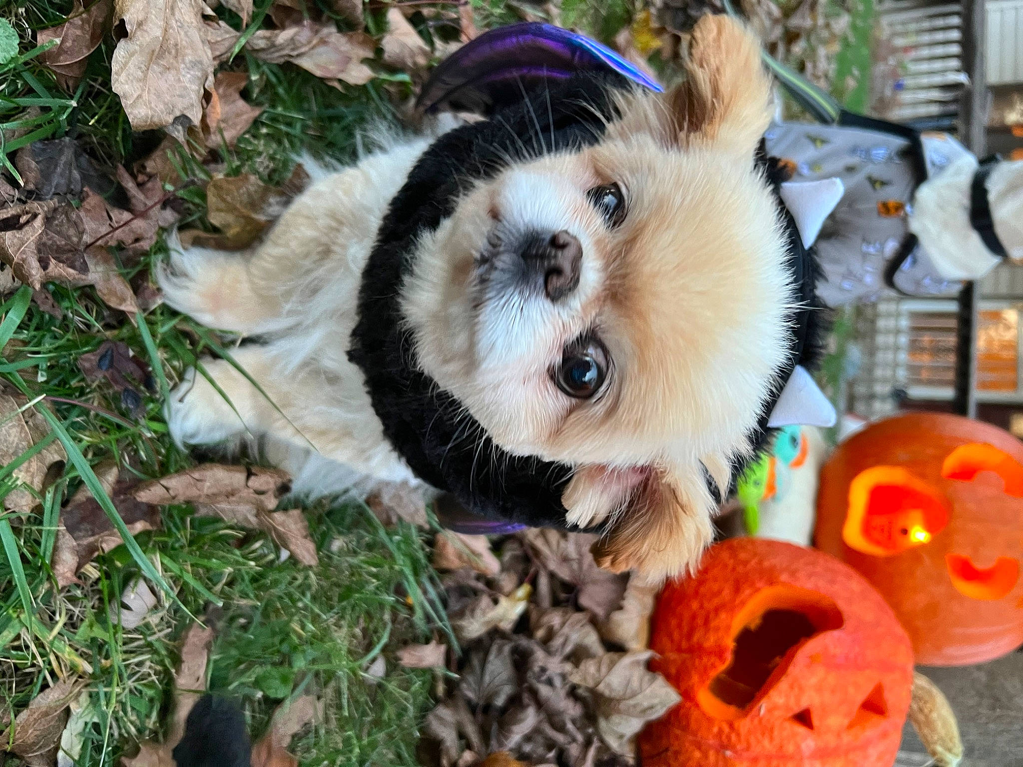 Chicken is registered to the contest to win money with this photo: calabaza, canidae, carnivore, collar, companion_dog, cucurbita, dog, dog_breed, dog_clothes, dog_supply, fawn, fur, gourd, grass, pumpkin, snout, toy, toy_dog, whiskers, winter_squash