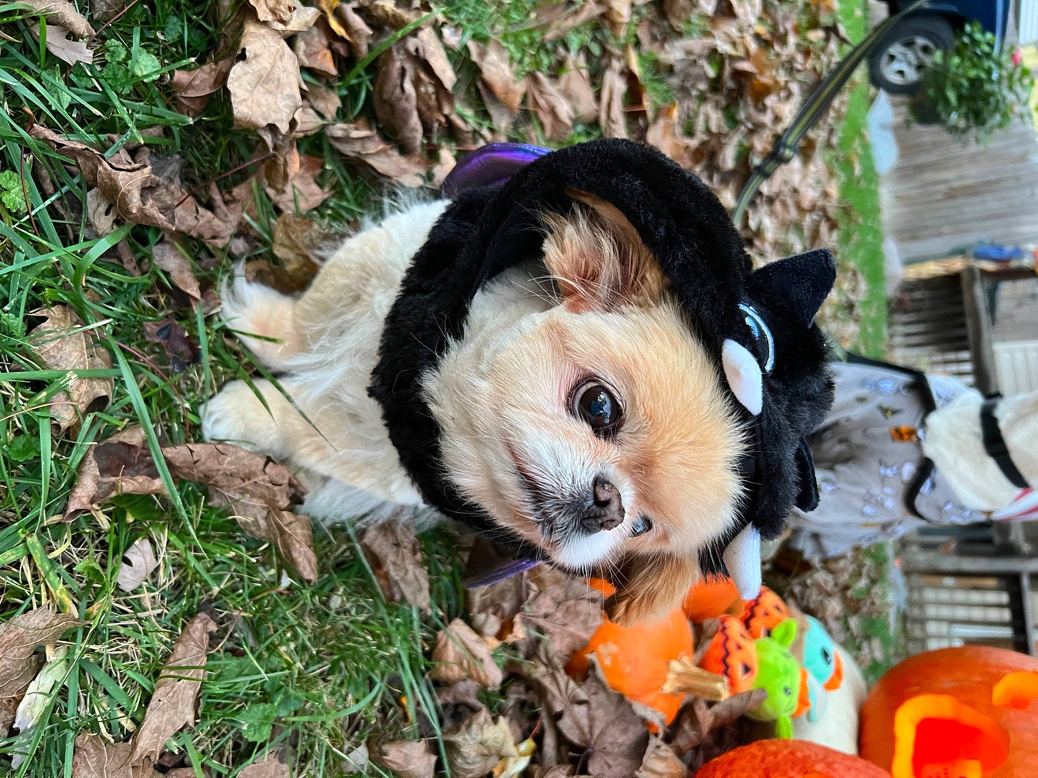 Chicken joined the competition — help win amazing prizes! calabaza, canidae, carnivore, companion_dog, cucurbita, dog_breed, fawn, fur, gourd, grass, guinea_pig, plant, plush, pumpkin, recreation, snout, stuffed_toy, terrestrial_animal, toy, vegetable