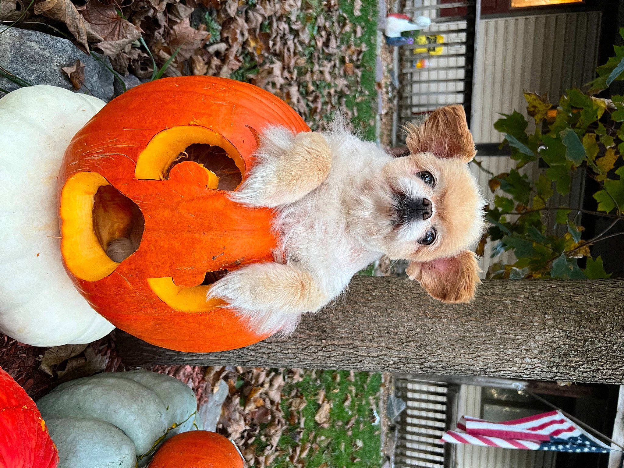 Chicken joined the competition — help win amazing prizes! art, calabaza, companion_dog, cucurbita, fawn, gourd, grass, jack_o_lantern, leaf, mammal, musical_instrument, natural_foods, orange, plant, pumpkin, squash, tree, vegetable, winter_squash, wood