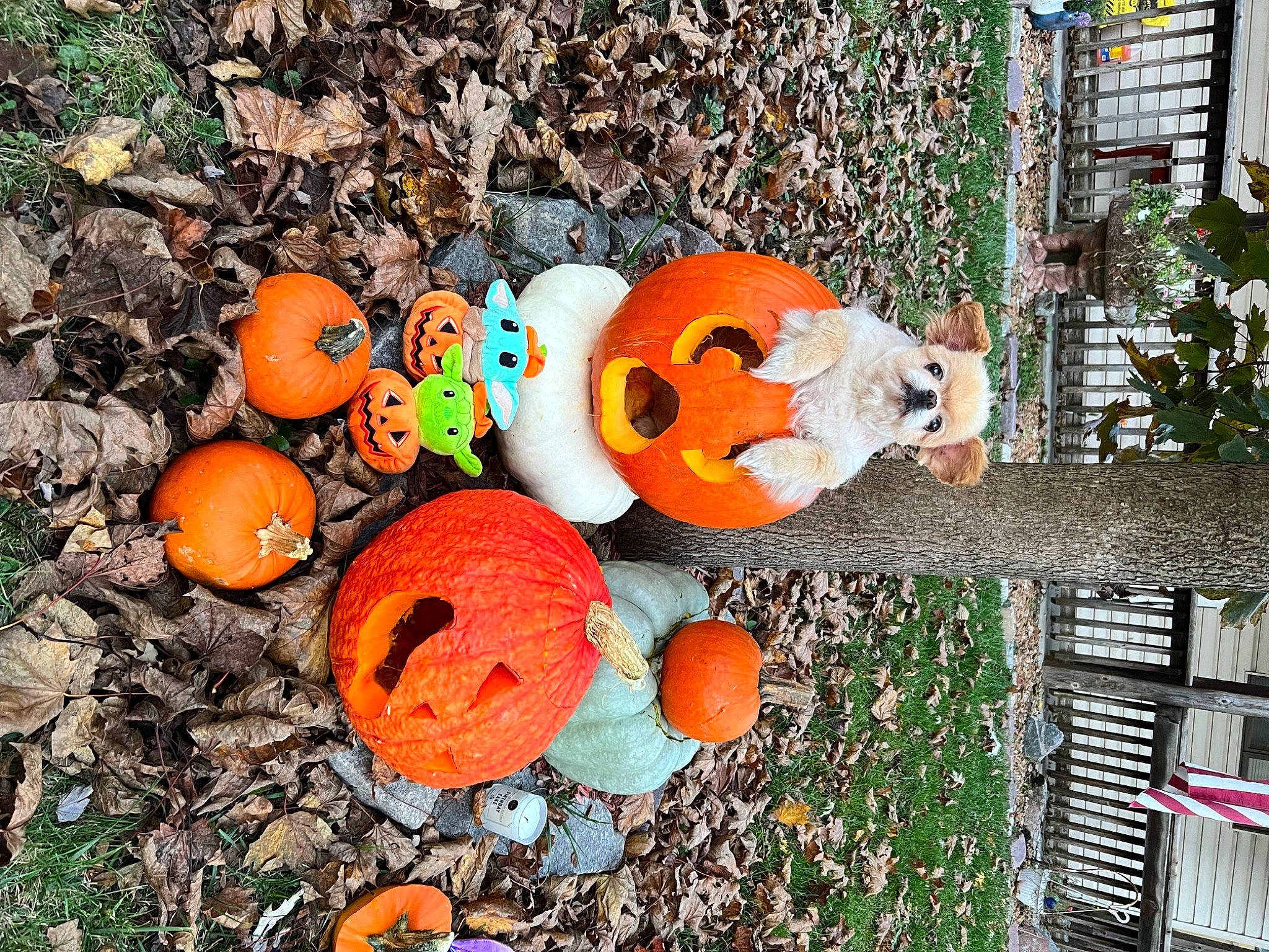 Chicken joined the competition — help win amazing prizes! art, botany, calabaza, cucurbita, gourd, grass, jack_o_lantern, lawn_ornament, leaf, local_food, natural_foods, orange, plant, produce, pumpkin, squash, tree, vegetable, winter_squash, wood