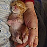 animal, blanket, cat, close_up, cozy, fur, hand, holding, human, indoors, kitten, newborn, orange_tabby, paws, pet, pink_nose, pink_paw_pads, sleeping, tiny, whiskers