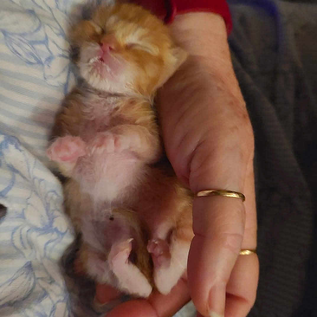 Booboo joined the competition — help win amazing prizes! animal, blanket, cat, close_up, cozy, fur, hand, holding, human, indoors, kitten, newborn, orange_tabby, paws, pet, pink_nose, pink_paw_pads, sleeping, tiny, whiskers