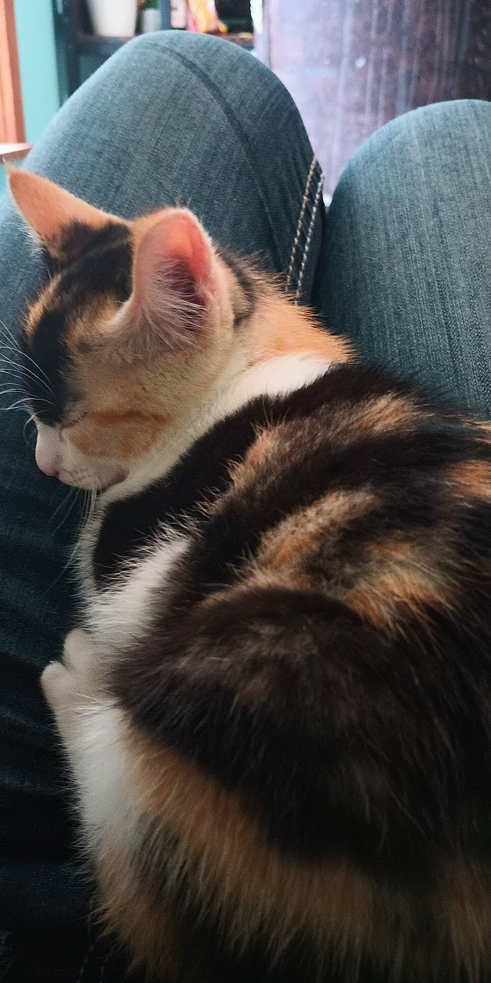 Rosie is registered to the contest to win money with this photo: canidae, carnivore, cat, claw, comfort, domestic_short_haired_cat, felidae, foot, fur, human_leg, nap, paw, sleep, small_to_medium_sized_cats, snout, tail, whiskers