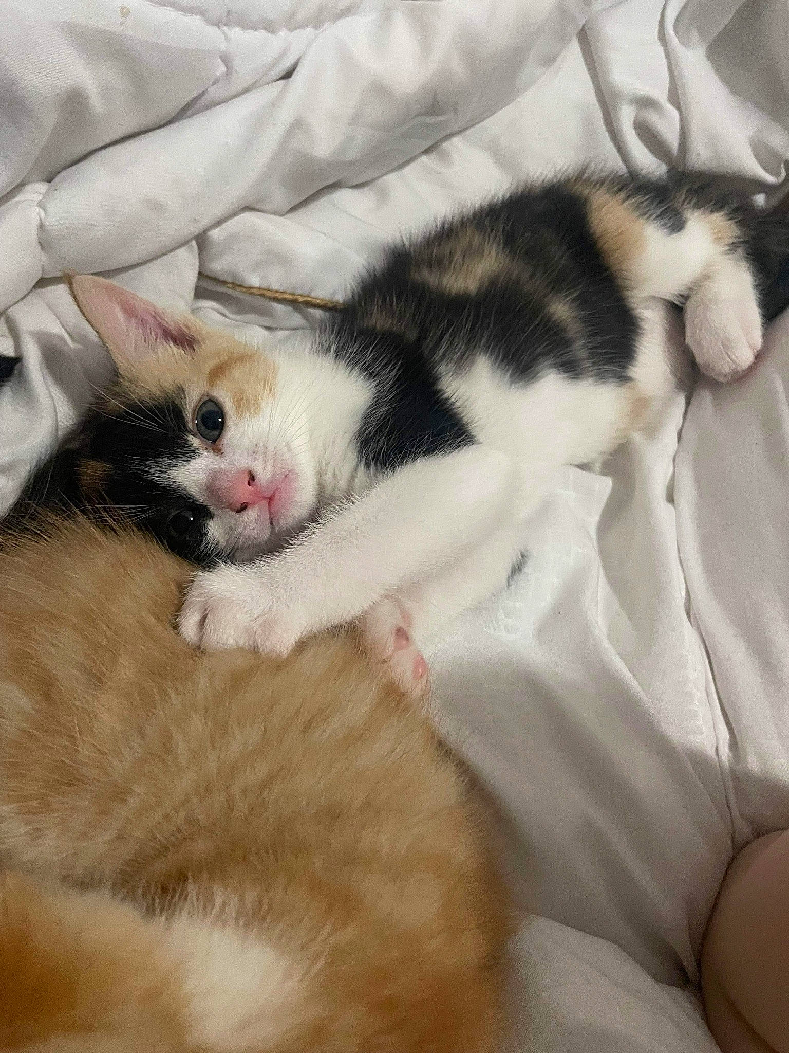 Rosie joined the competition — help win amazing prizes! carnivore, cat, claw, comfort, domestic_short_haired_cat, felidae, fur, linens, nap, paw, sleep, small_to_medium_sized_cats, snout, tail, textile, whiskers, white