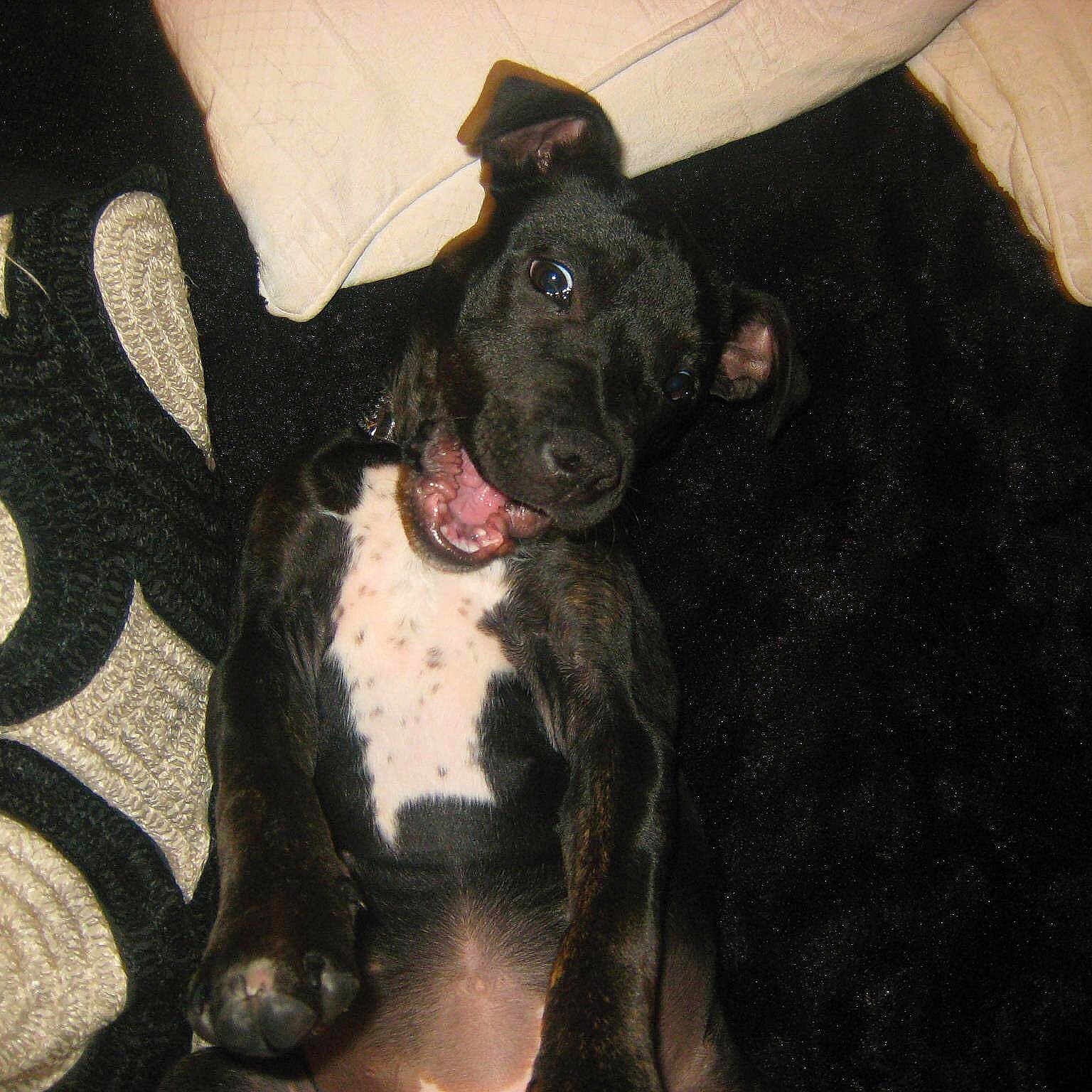 Pennie joined the competition — help win amazing prizes!