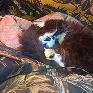 Adolf joined the competition — help win amazing prizes! animal, black, blanket, brown, cable, cat, cozy, curled_up, domestic_animal, fabric, fur, furry, indoor, patterned, paw, pet, resting, sleeping, soft, white