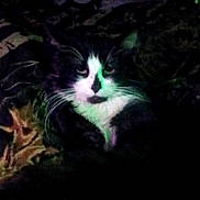 Adolf is registered to the contest to win money with this photo: cat, black_and_white, animal, pet, feline, whiskers, bed, blanket, patterned, resting, indoor, low_light, green_light, fur, cute, relaxed, mystery, night, cozy, domestic