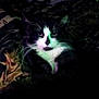 cat, black_and_white, animal, pet, feline, whiskers, bed, blanket, patterned, resting, indoor, low_light, green_light, fur, cute, relaxed, mystery, night, cozy, domestic
