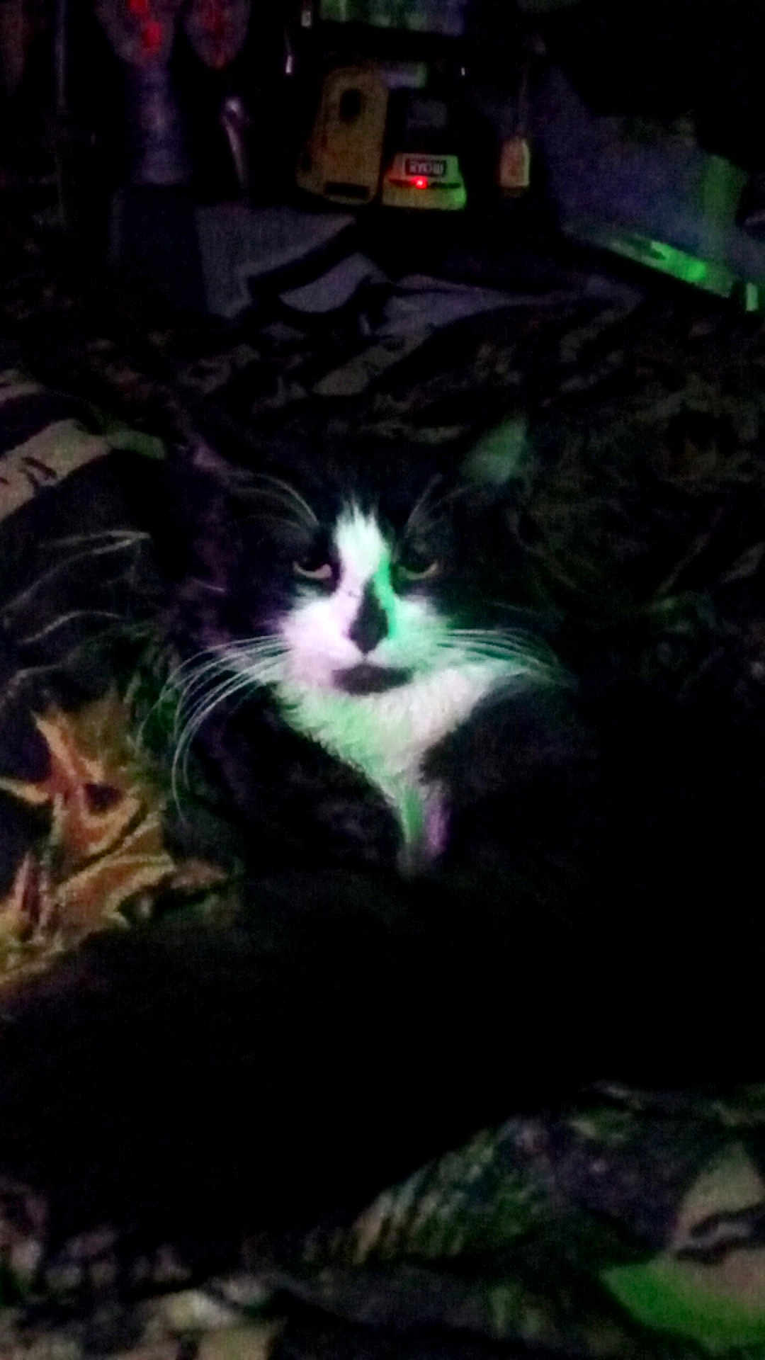 Adolf