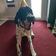 Vasco participe au concours pour gagner de l'argent avec cette photo : dog, spotted_dog, party_hat, yawing_dog, open_mouth, red_rug, indoor, front_door, carpet, paw, black_and_white_fur, pet, canine, domestic_dog, portrait, collar, sit, happy, doorway, home