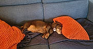 Baby Kat And Tebow joined the competition — help win amazing prizes! blanket, brown_fur, collar, couch, cozy, cute, dachshund, dog, domestic, indoor, living_room, orange_pillow, pet, pillow, relaxed, resting, side_view, sleeping, sofa, upholstery
