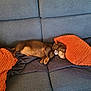 Baby Kat And Tebow joined the competition — help win amazing prizes! dog, dachshund, pet, sofa, couch, pillow, orange_pillow, sleeping, resting, cozy, indoor, blanket, collar, brown_fur, living_room, upholstery, cute, relaxed, side_view, domestic