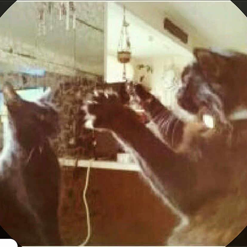 Baby Kat And Tebow is registered to the contest to win money with this photo: black_cat, blur, cat, cats, circular_crop, cord, countertop, domestic, feline, furniture, hanging_plant, indoor, kitchen, pair, paw, pet, plant, playing, vignette, whiskers