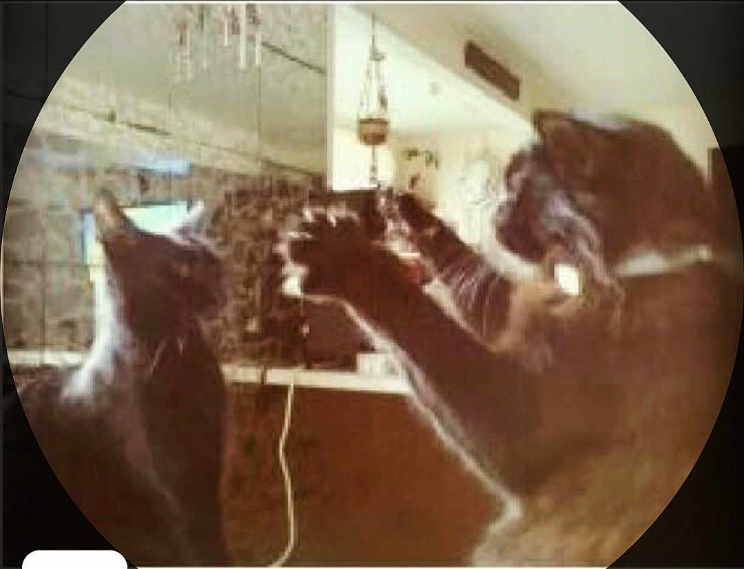 Baby Kat And Tebow is registered to the contest to win money with this photo: cat, cats, black_cat, pet, indoor, playing, paw, whiskers, feline, pair, hanging_plant, plant, kitchen, countertop, cord, furniture, vignette, circular_crop, blur, domestic