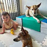 Baby Kat And Tebow is registered to the contest to win money with this photo: baby, infant, dog, small_dog, tan_dog, playmat, foam_tiles, bib, yellow_toy, soft_blocks, pet_gate, indoor, floor, curious, alert, sitting, laying, ear_up, wall_outlet, portrait