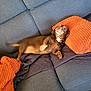 Baby Kat And Tebow is registered to the contest to win money with this photo: dog, dachshund, pet, couch, sofa, orange_cushion, blanket, quilt, home_interior, relaxed, lying_down, small_dog, collar, brown_coat, paws, tail, upholstery, living_room, looking_up, cozy