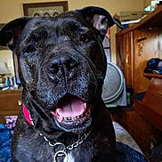 Chula joined the competition — help win amazing prizes! dog, smiling, black_coat, collar, indoor, bed, furniture, fan, tongue_out, close_up, pet, canine, happy, animal, domestic, portrait, wooden_furniture, chain_collar, resting, friendly