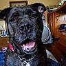 dog, smiling, black_coat, collar, indoor, bed, furniture, fan, tongue_out, close_up, pet, canine, happy, animal, domestic, portrait, wooden_furniture, chain_collar, resting, friendly