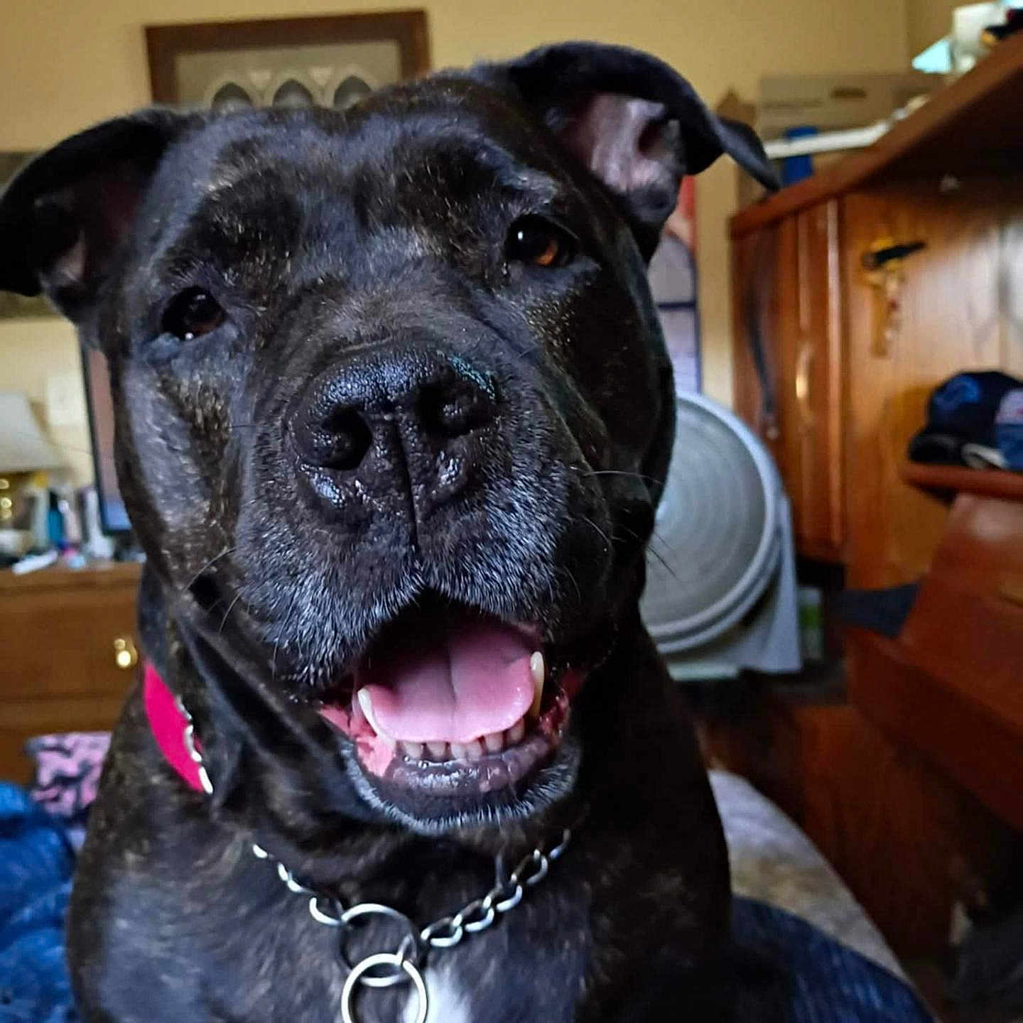 Chula