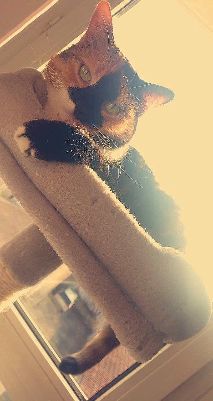 Bella a rejoint le concours — aidez-le/la à gagner de superbes lots ! arm, beard, carnivore, cat, elbow, eyelash, eyewear, fawn, felidae, hand, jaw, leg, mammal, neck, shoulder, small_to_medium_sized_cats, tail, tints_and_shades, whiskers, window