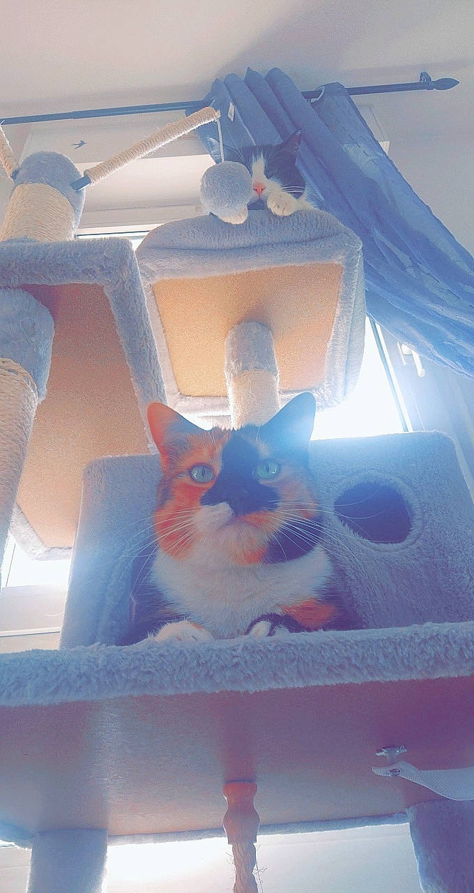 Bella a rejoint le concours — aidez-le/la à gagner de superbes lots ! art, automotive_design, azure, carnivore, electric_blue, fawn, felidae, fictional_character, fun, glass, illustration, leisure, organism, recreation, room, small_to_medium_sized_cats, space, toy, visual_arts, whiskers