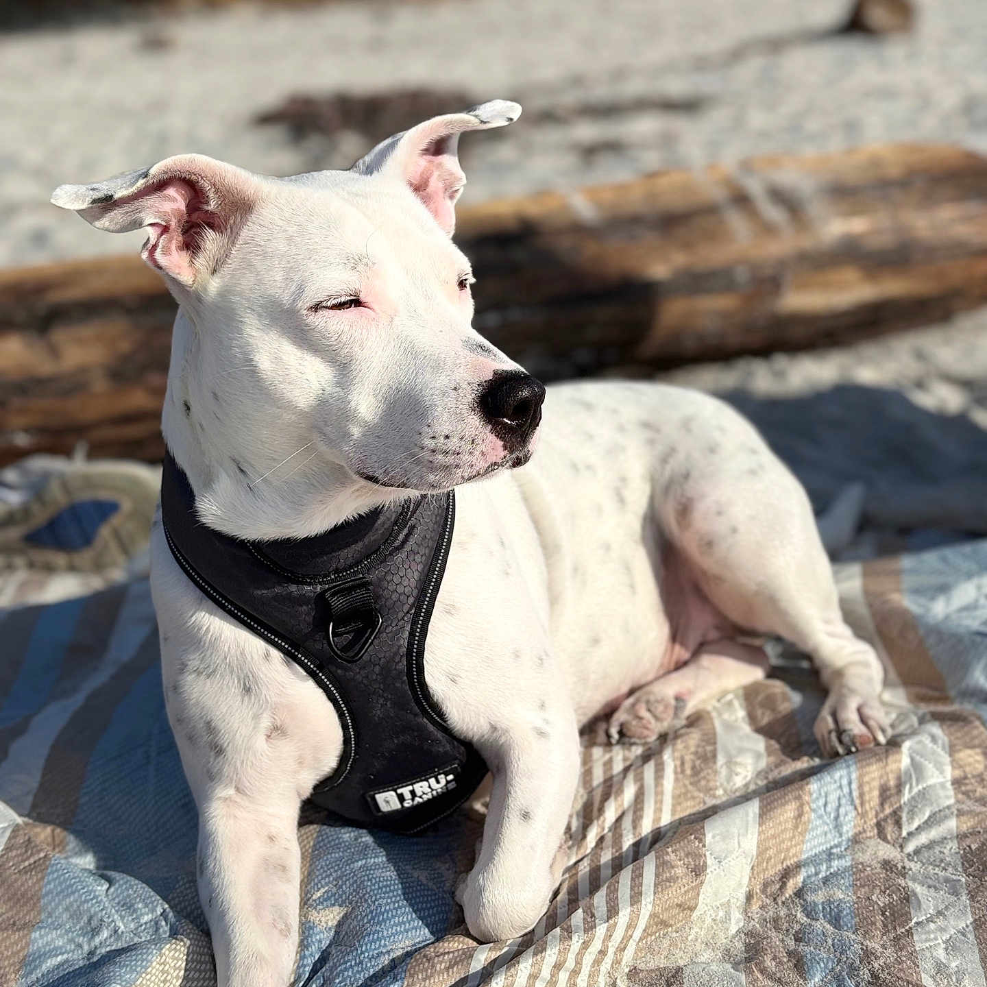 Mammas joined the competition — help win amazing prizes! animal, black_spots, blanket, canine, closeup, daytime, dog, ears, fur, lying_down, nature, nose, outdoor, paws, pet, portrait, relaxed, resting, sunlight, white_dog