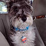 Winston is registered to the contest to win money with this photo: dog, pet, car_interior, seat, collar, tag, fur, fluffy, animal, canine, transportation, vehicle, window, seatbelt, headrest, travel, domestic_animal, companion, sitting, curious