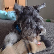 Winston joined the competition — help win amazing prizes! dog, stuffed_toy, indoor, carpet, playing, small_dog, furry, pet, toy, blurred, ears, collar, home, living_room, doorway, furniture, animal, cute, domestic, fun